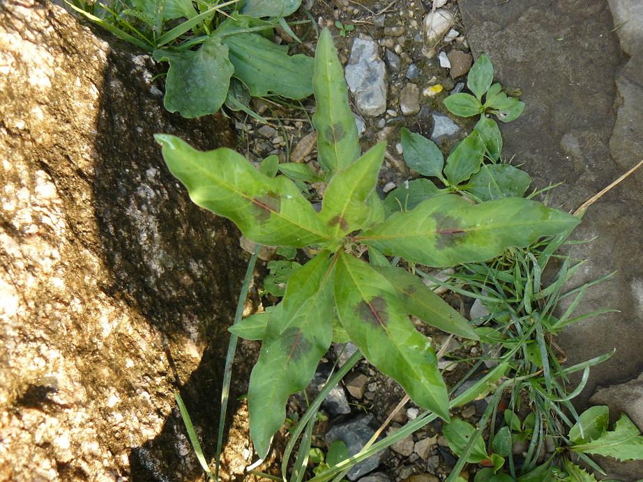 solo fg. dettaglio - Persicaria sp.